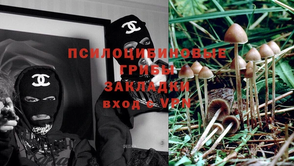 хмурый Аркадак